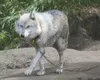 An animal at Wolf Country USA walks around the yard area June 16, 2011. Wolf Country USA has been in business for 25 years and had its animals featured in the Sean Penn movie ‘Into the Wild.’