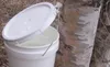 Instructors Valerie Barber and Julie Cascio will teach a hands-on class on how to tap birch trees for sap from 1 to 3 p.m., April 21 at the Palmer Center for Sustainable Living, 1509 South Ge