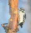 A male downey woodpecker feeds at a bird feeder at Jim and
Stephanie Gaiser'€™s property on Lazy Mountain. ROBERT
DeBEERRY/Frontiersman file photo