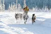 Willow musher Egil Ellis races towards the finish line of the
two-day event. Ellis lost the open class division by only 3 seconds
to Reynolds, who hails from Fairbanks. Photo by Diana
Haecker