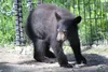 black bear cubs