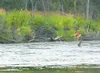 ROBERT DeBERRY/Frontiersman Sport fishing on the Little Susitna
River, as pictured above, will be more crowded after tonight, when
the Deshka River is closed to sport fishermen. The Deshka is