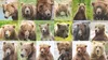 Being able to distinguish individual animals over time allows scientists to better understand movement patterns, behavior, population dynamics, and habitat needs. Courtesy graphic