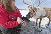 In this Frontiersman file photo from 2013, Denise Hardy performs a newborn health check and administers pro-biotic formula to a newborn reindeer as the mom, Peanut, watches at the Reindeer Fa