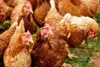 Backyard chickens 1