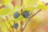 ROBERT deBERRY/Frontiersman Blueberries hide in the underbrush
and low to the ground in the Hatcher Pass area. Picking season is
going strong in the higher elevations but will only last about