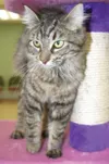 Adoptable