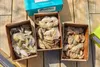 Pictured from left, Cherrystone Aqua-Farms oysters: Misty Points, Watch House Points and Chunus.