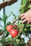 As part of a continuing effort to improve food security for Alaskans, the  state Division of Agriculture is offering $2 million in grants to individuals and organizations who want to grow and