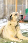 ROBERT DeBERRY/Frontiersman Bear, a 160-pound mastiff mix who
helped save a Palmer woman from a machete attack, has died.