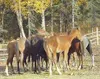 While they're still together, the foals gather around at lunch
for a social moment. These horses are a bargain to potential
owners, and the PMU horses get a life that is much better than some