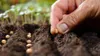 Farmer's hand planting seeds in soil amenic181