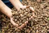 Pecans in hand