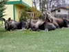 Three moose rest on a lawn in a Midtown Anchorage neighborhood on Oct. 14, 2022. More than 1,000 moose live in or travel through Anchorage, and many of them are leaving antibiotic-resistant m