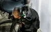 These augmented reality goggles are specially designed to fit each military working dog with a visual indictor that allows the dog to be directed to a specific spot and react to the visual cu