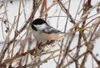 A black-capped chickadee in Anchorage.
