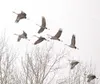 ROBERT DeBERRY/Frontiersman A flock of Sandhill Cranes take
flight near the UAF Experimental Farm in Wasilla.
