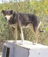 You need a dog, I need a home