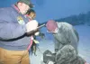 ROBERT DeBERRY/Frontiersman Knik 200 checker Terry Langholz,
left, checks in third place finisher Dan Kaduce Sunday morning on
Knik Lake. Kaduce arrived at the finish line at 9:38.30 a.m.