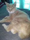 For nearly two decades, Stubbs, so named due to his lack of a tail, was a regular sight for locals and visitors at Nagley’s General Store and the West Rib Pub and Grill in Talkeetna. Courtesy