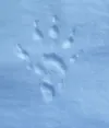 A wolverine track from upper Riley Creek in the Alaska Range. Courtesy photo by Ned Rozell