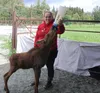 Lauren Waite feeds a young moose calf named Lilly at the Reindeer Farm Jacob Mann/Frontiersman