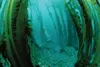 Photo courtesy of Shawn Harper A mature kelp forest offshore of
an Aleutian island that resembles the offshore environment of
Kasatochi Island prior to its August 2008 eruption.