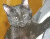 Duuuude, adopt me