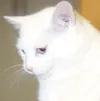 One hep cat