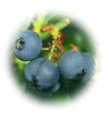 Blueberry patch yields tasty treats