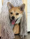 Sweet Pea is a six-month old Shiba Inu mix. She is a quiet little gal, who is fond of belly rubs and kisses. These dogs, of Japanese descent, are traditionally spirited and loyal. Sweet Pea g