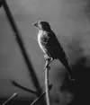 Pine grosbeaks are among the birds Valley residents can expect
to spot at their bird feeders, in addition to chickadees and
redpolls. Frontiersman file photo.