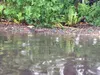 Raindrops fall in a mud puddle near Wasilla on Monday, June 6. Fire managers said Monday the recent rainfall has helped bring fire danger down across the Mat-Su. Matt Tunseth/Frontiersman.com