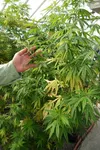 Hemp plants at the State agriculture Division Plant Materials Center. Tim Bradner/For the Frontiersman