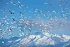 Snow geese in Palmer with Mt. Palmer in the background by Greg Gusse. Gusse’s photography will be on display at Madd Matters during the Second Saturday Art Walk. Gusse has been diagnosed with
