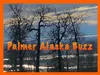 Palmer Buzz