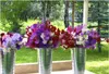Palmer Buzz flowers Courtesy Barbara Hunt