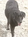 Adopt me!