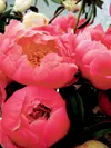 Coral Charm is one of the many variety of peonies being produced by local growers. Courtesy Meghan Williams/Alaska Peony Distributors