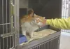 Mat-Su Borough Animal Care and Regulation Manager Carol Vardeman pets a cat awaiting adoption at the borough’s animal shelter. In a move meant to both bring fees in line with inflation and he