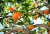 Florida oranges