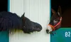 Stallion studding Courtesy Barbara Hunt