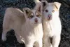 These two pups, approximately 4 months old, were rescued after
being thrown out the window of a truck going approximately 55 mph
on the Parks Highway. Their two siblings, also thrown from the