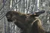 In an effort to keep Valley moose from nibbling people's
decorative trees and plants, Wasilla resident Jim Hazlett is
conducting an experiment that includes spraying pepper juice on
willow tr