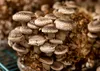 Earthy chestnut mushrooms just before harvest.