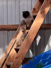 Spencer and Ajax are just two of the many cats that Clear Creek Cat Rescue were able to help under the Rachel Ray Save Them All Grant in the past. This year, CCCR has received a new award to 