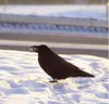 A raven in Fairbanks. (Ned Rozell)