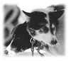 Iditarod