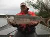 Hard fighting early season chum salmon have been in shorter supply this year on the Little Susitna River and other Mat-Su Valley streams. Courtesy of Andy Couch