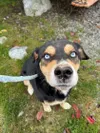The renovations underway at the Mat-Su Animal Shelter means that the shelter will lose two full dog kennel rooms at a time during phase one of the construction, which could greatly reduce the